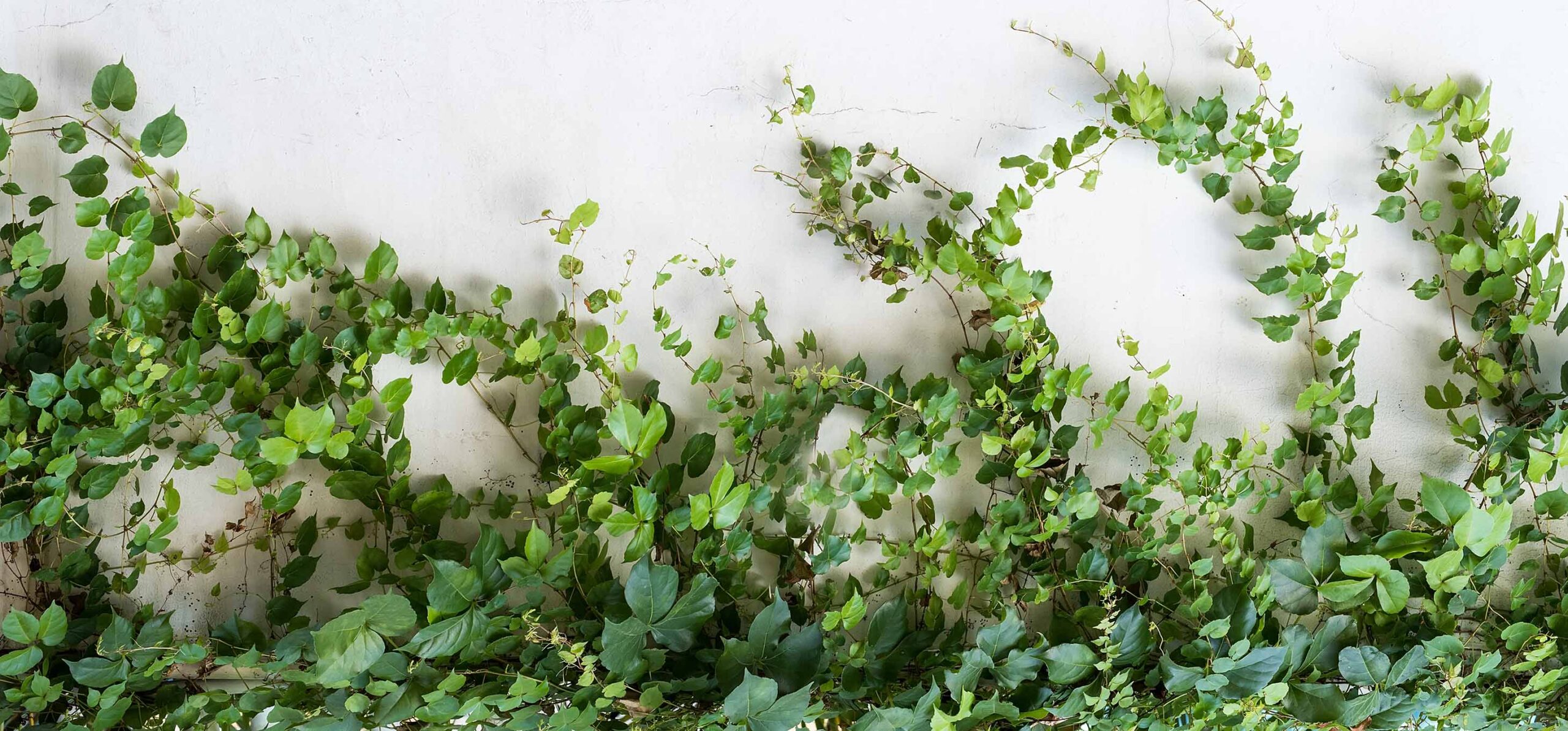 The proud team of Hammarskiöld white wall green plants 1